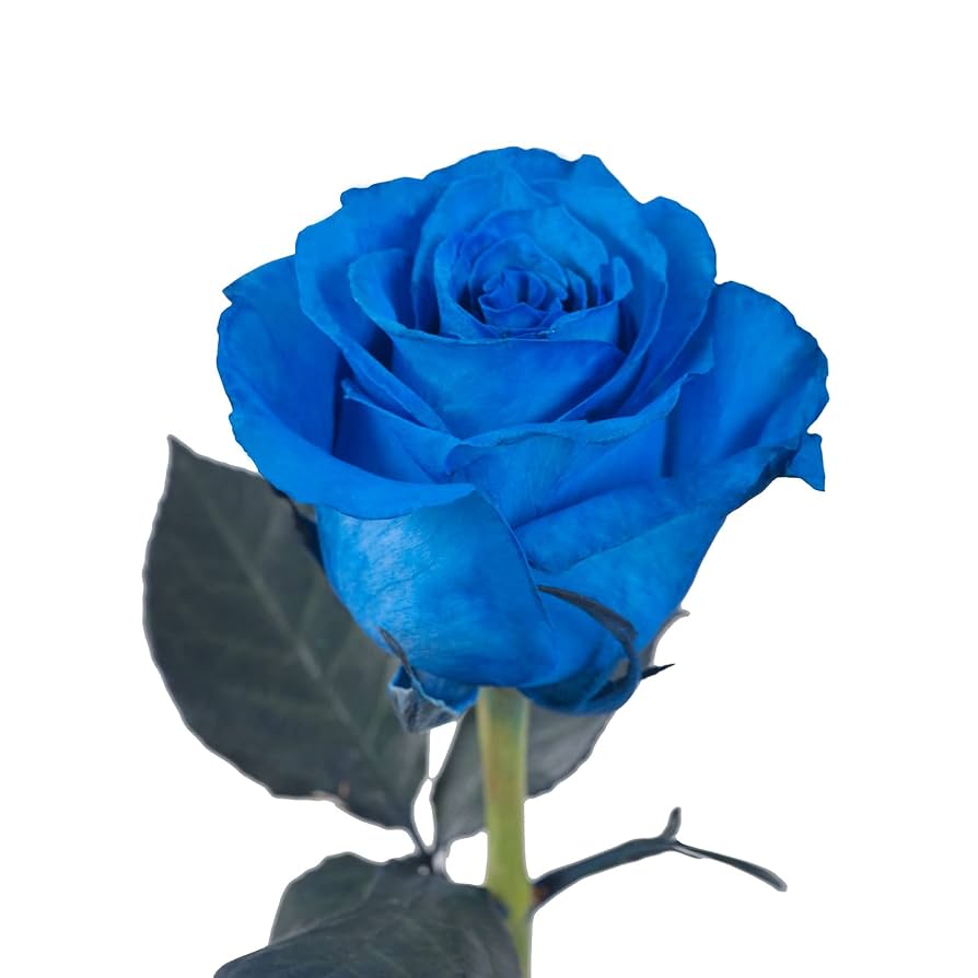 ❤︎BLUEROSE❤︎*ﾟ Amazon.com : 800+ Mix Blue Rose Seeds for Planting Outdoors